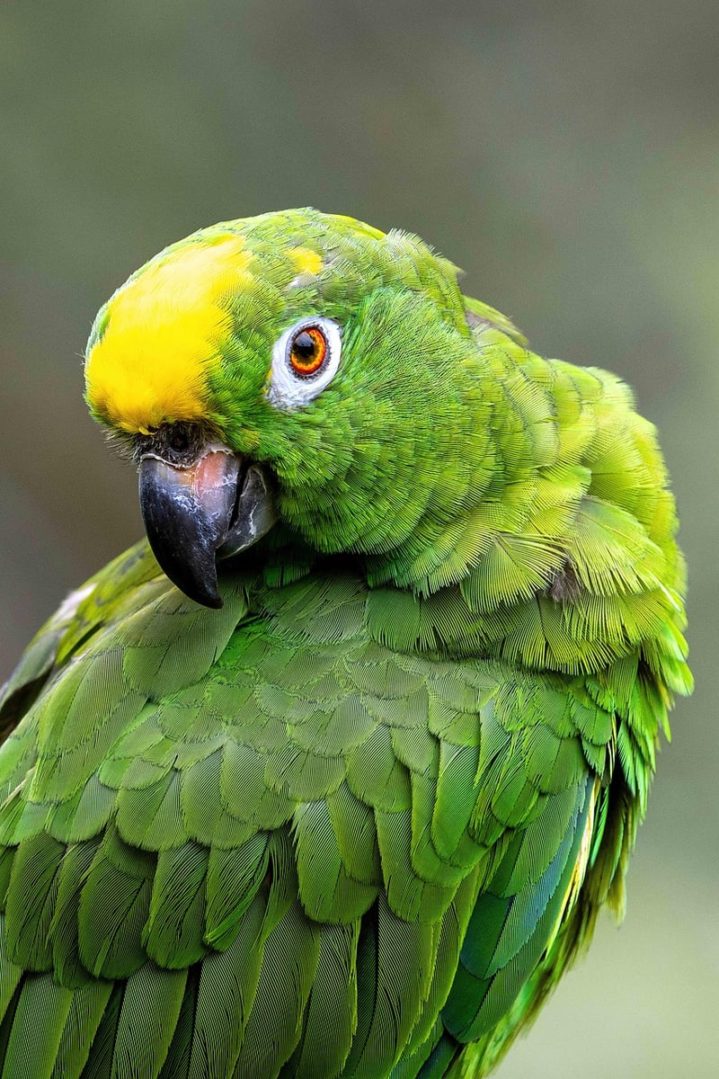 Amazon Rainforest Trek